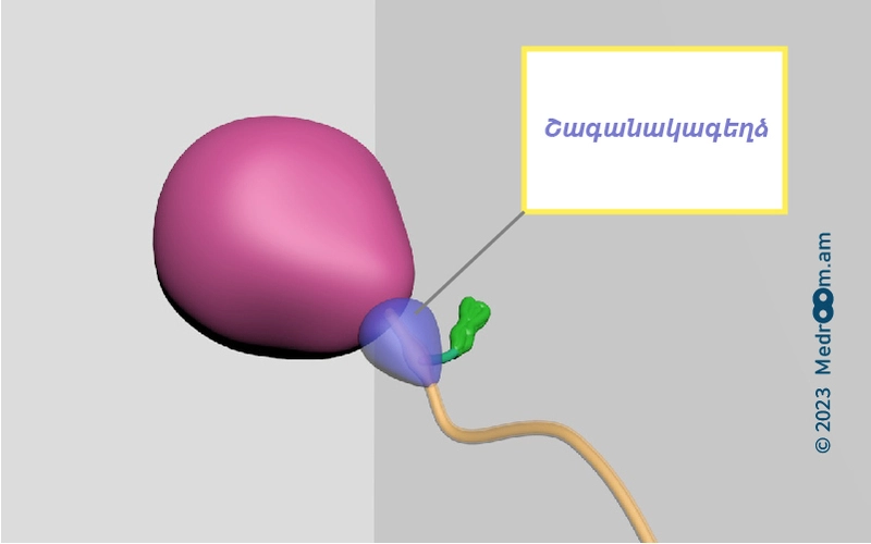 Շագանակագեղձ